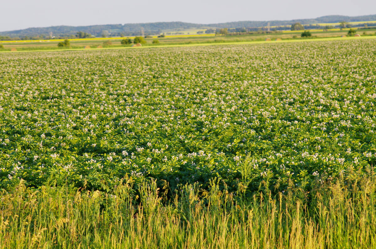 Flowering potato field growing on sandy soil in Manitoba potato-growing region prone to nitrogen leaching.