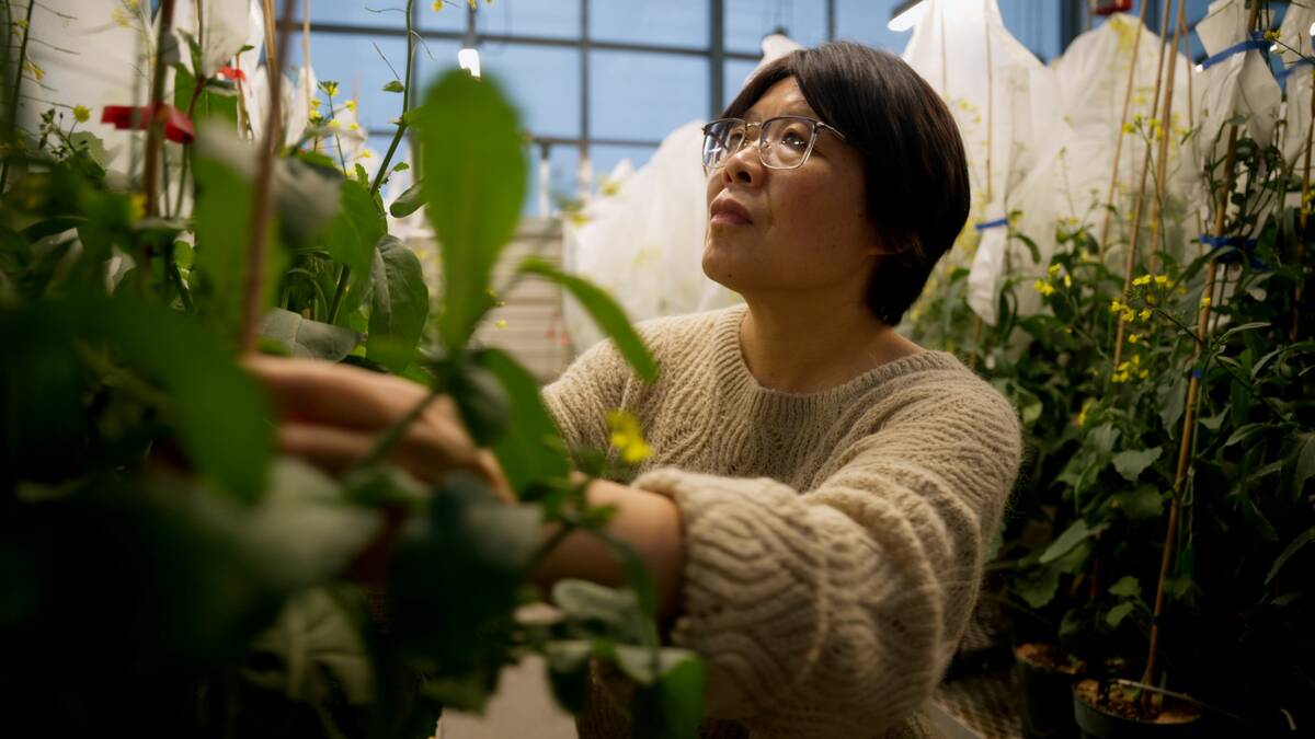 A glasshouse is a facility that enables researchers to develop experimental climates. BASF’s will be designed to support future canola hybrid breeding programs. Photo: Supplied
