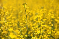 VIDEO: Closing Market Update: Canola solidly in the green | March 17, 2026