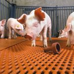 Research at the University of Calgary aims to find a way to deliver enzymes that break down Strep suis bacteria in weaned piglets. Photo: Keith Weller/ARS/USDA
