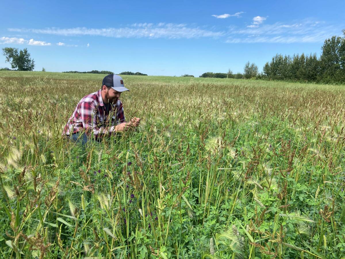 Ducks Unlimited employee crouching to inspect seedlings in restored grassland under blue sky
at the Odanah Pasture near Forrest. Photo: Ducks Unlimited Canada