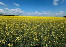 VIDEO: Closing Market Update: Canola, U.S. grains make gains | March 19, 2026