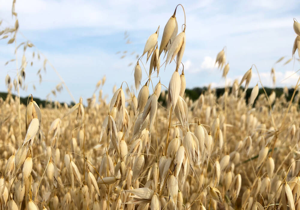 Oats grow in a Manitoba field. Photo: Greg Berg