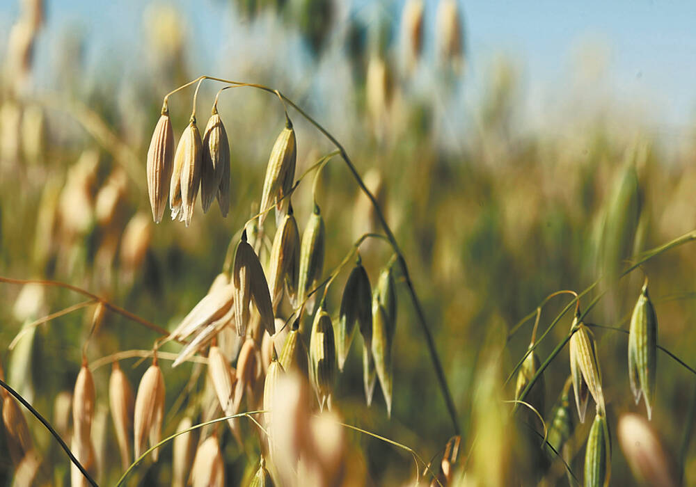 Oats mature in a western Canadian field. Photo: File