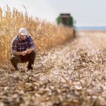 Younger male farmer crouches in a partially-harvested cornfield. Photo: Fotokostik/Getty Images Plus