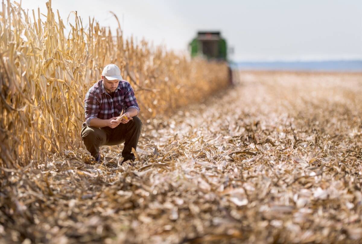 Younger male farmer crouches in a partially-harvested cornfield. Photo: Fotokostik/Getty Images Plus