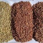 Barley seed, treated with Raxil Rise in the middle and Raxil pro on the right. Photo courtesy of Natasha Evans, Bayer Crop Science