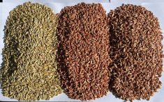 Barley seed, treated with Raxil Rise in the middle and Raxil pro on the right. Photo courtesy of Natasha Evans, Bayer Crop Science