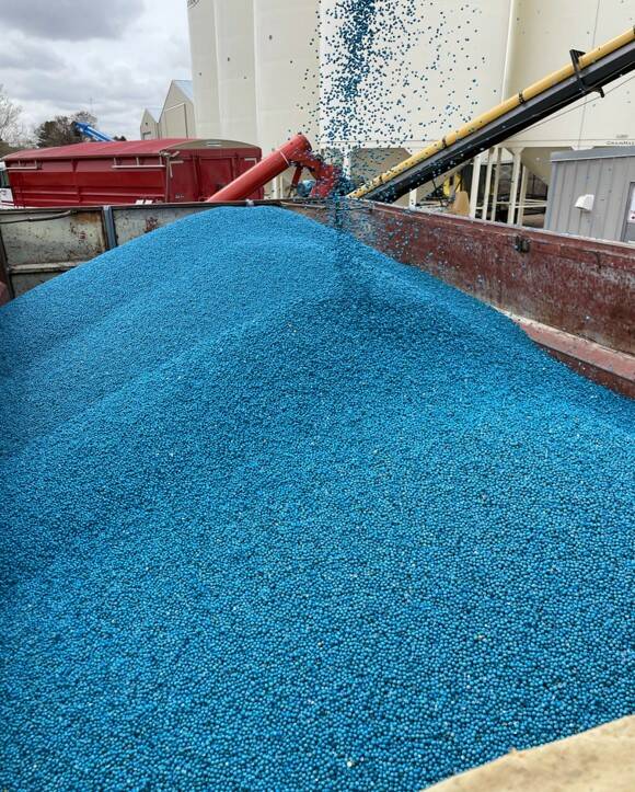 Pea seed treated with Evergol Rise. Photo: Courtesy of Rick Kawa, Bayer Crop Science