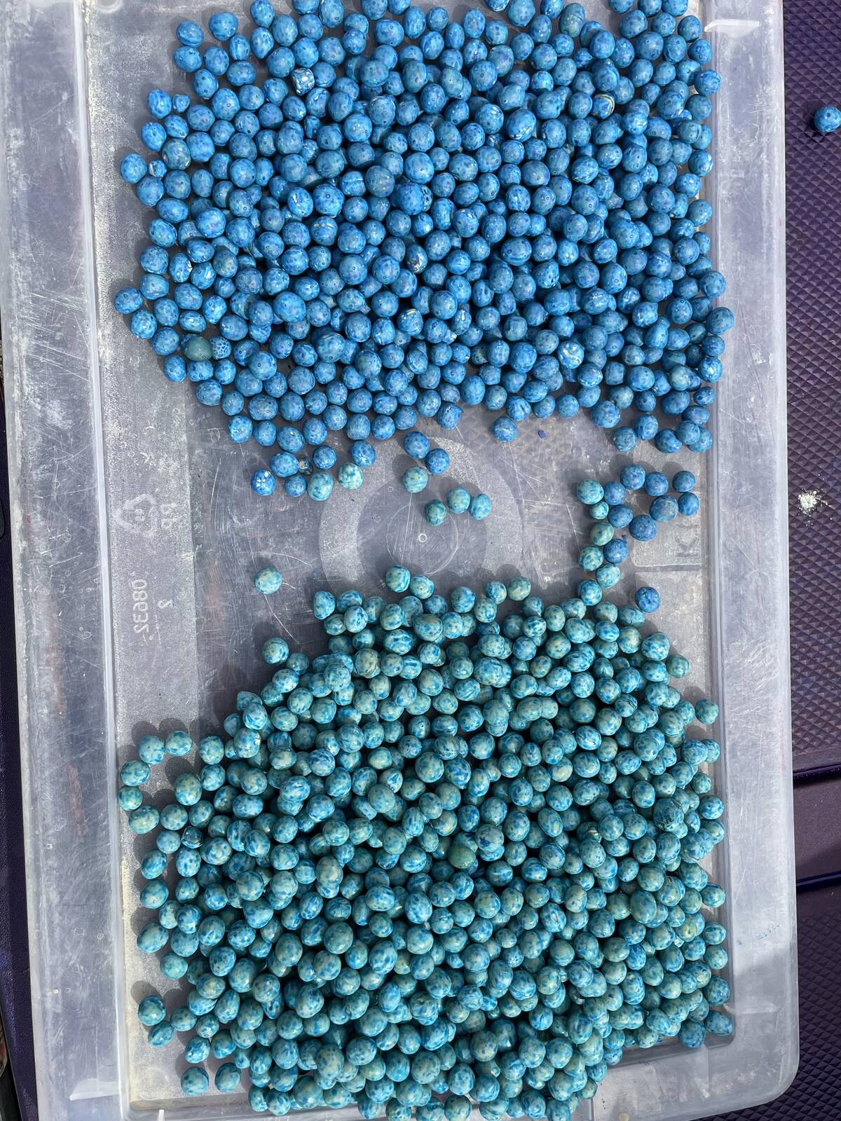 Evergol Rise, top, is a brighter and deeper blue than its predecessor, Trilex Evergol, bottom. Photo: Courtesy of Derek Stykalo, Bayer Crop Science
