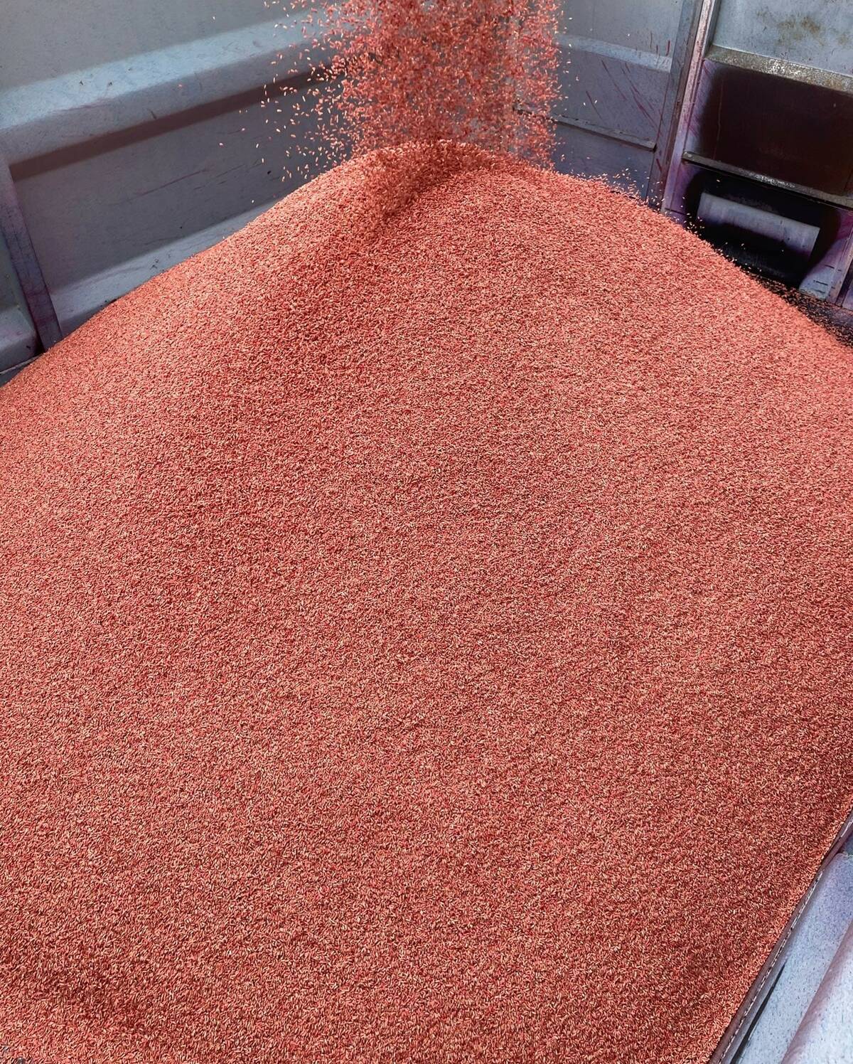 Wheat seed treated with Raxil Rise.