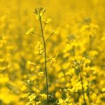 Canola
