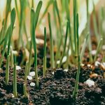 Young crop seedlings emerging from dark soil with white fertilizer granules visible at the soil surface, illustrating 4R nutrient stewardship practices. Photo: file