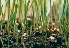 Young crop seedlings emerging from dark soil with white fertilizer granules visible at the soil surface, illustrating 4R nutrient stewardship practices. Photo: file