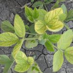 Soybean trifoliate leaf showing interveinal chlorosis, a symptom of iron deficiency chlorosis (IDC). Manitoba research found yield declines as IDC scores increase in affected areas, but no yield penalty in unaffected zones when tolerant varieties are selected. Photo: MPSG