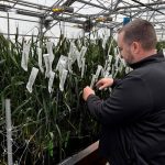 Syngenta wheat breeder Jon Rich checks hybrid wheat plants at a Syngenta research facility in Junction City, Kansas, U.S., February 19, 2026. Picture taken using a mobile phone. REUTERS/Julie Ingwersen
