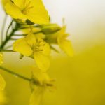 Close-up of a bright yellow canola flower, representing the canola market affected by crude oil price swings tied to the Middle East conflict. Photo: Getty Images Plus