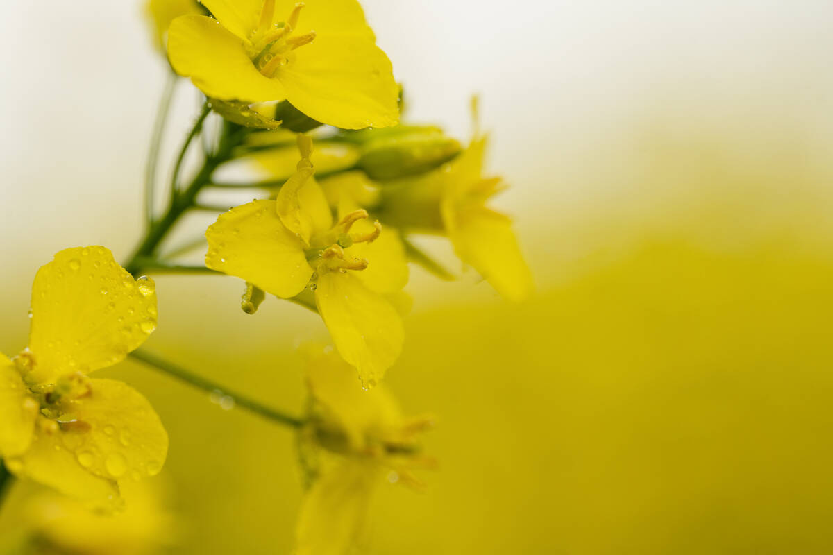 Close-up of a bright yellow canola flower, representing the canola market affected by crude oil price swings tied to the Middle East conflict. Photo: Getty Images Plus
