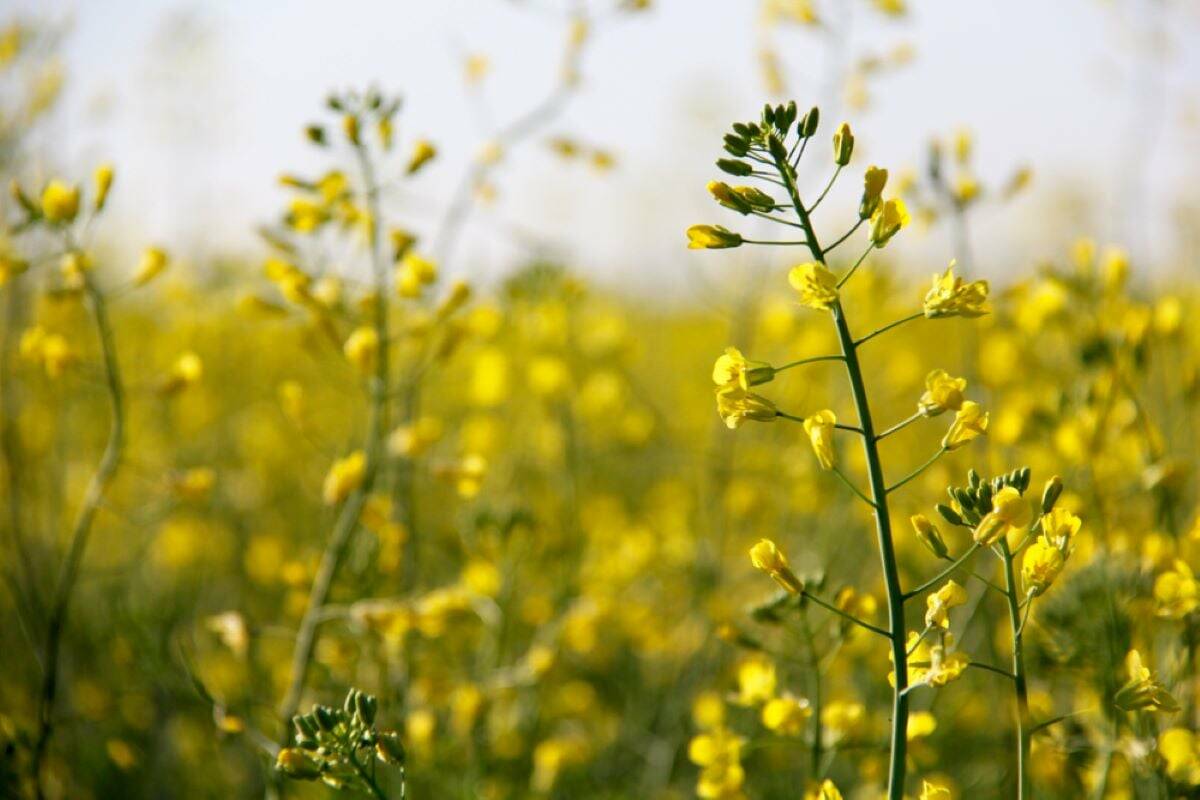 ICE Canada Weekly: Canola looking at C$580