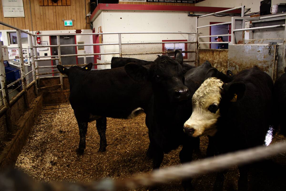 Analysts said despite the pressures on the business, the results from JBS’ North American beef division were better than expected, including the year-over-year margin compression. Photo: File
