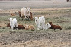 A cow-calf herd with white and brown cattle resting on dry pasture as a clinical trial tests whether bovine coronavirus vaccine reduces respiratory disease in nursing beef calves. Photo: file