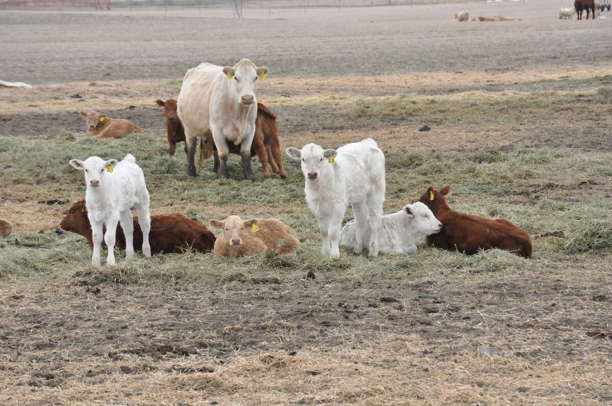 A cow-calf herd with white and brown cattle resting on dry pasture as a clinical trial tests whether bovine coronavirus vaccine reduces respiratory disease in nursing beef calves. Photo: file