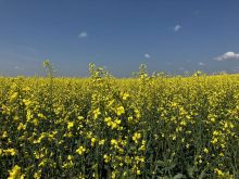 Canadian canola seed now joins the canola products with active tariffs on them from China. Photo: Greg Berg
