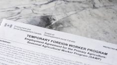 Close-up of a Canada Temporary Foreign Worker Program application form for the Seasonal Agricultural Worker Program, reflecting recent federal changes to rural worker caps. Photo: Getty Images Plus.