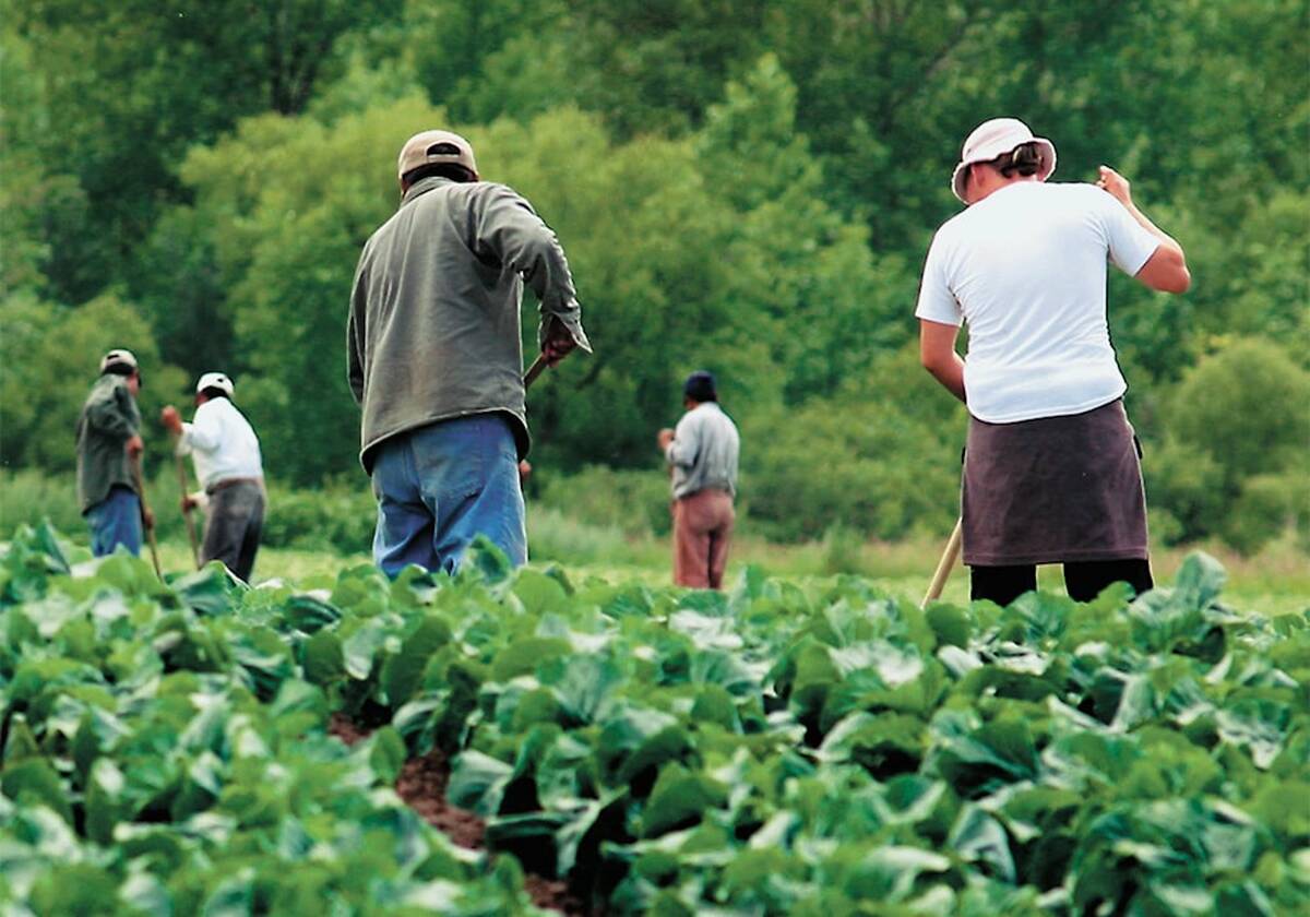 Workers tending crops in a vegetable field. Horticulture and beekeeping are among the agricultural sectors that rely most heavily on temporary foreign workers. Photo: file.