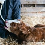 Newborn calf getting supplemented with colostrum.  Photo: File.