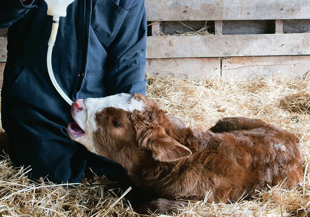 Newborn calf getting supplemented with colostrum.  Photo: File.