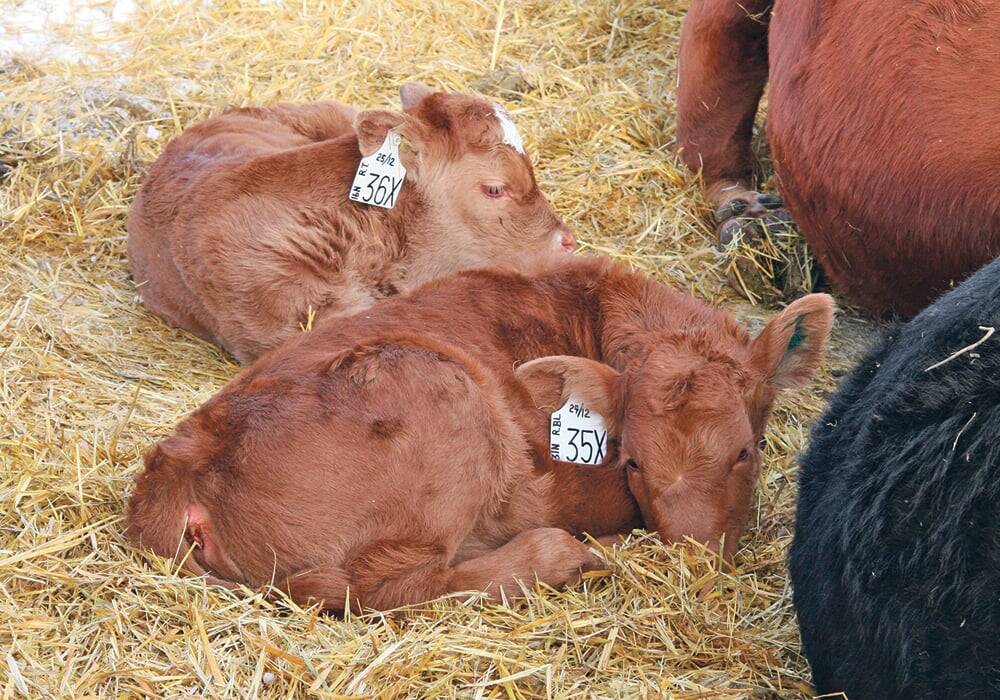 Newborn calves curl up near their mothers. Photo: File