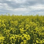 New U.S. biofuel rules please canola industry
