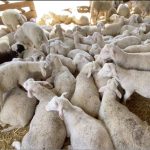 Manitoba lamb price high on tight supply