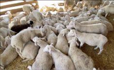 White and black lambs lying and standing in straw-bedded barn. Photo: Screen capture/Diana Martin.