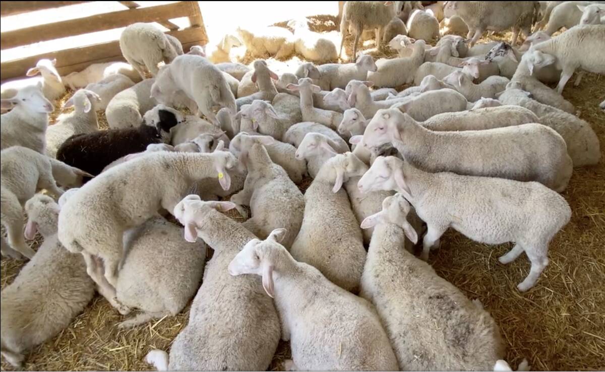 White and black lambs lying and standing in straw-bedded barn. Photo: Screen capture/Diana Martin.