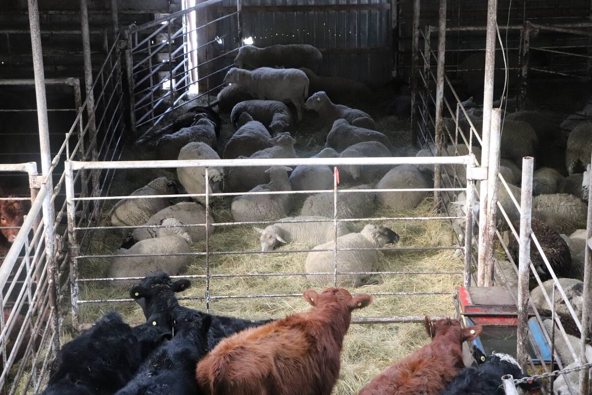 Sheep in a holding pen at Grunthal Livestock Auction Mart. Photo: Barb Nickel.