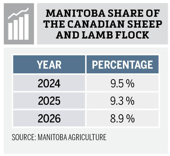 Chart showing Manitoba sheep and lamb numbers declining from 77,700 in 2024 to 74,500 in 2026. Source: Manitoba Agriculture.
