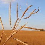 Manitoba canola variety trials axed