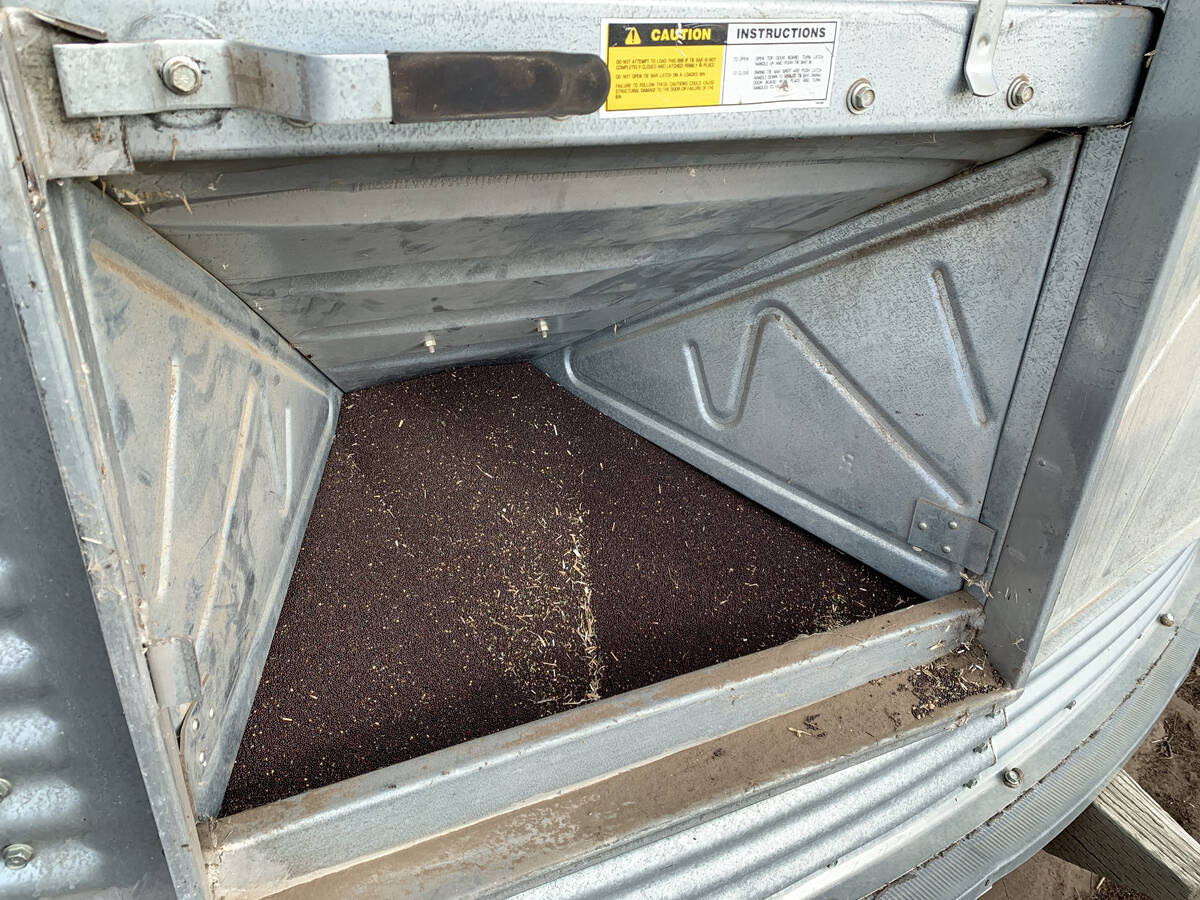 Open metal seed bin filled with dark canola seeds showing variety trial storage system. Photo: Paul Yanko