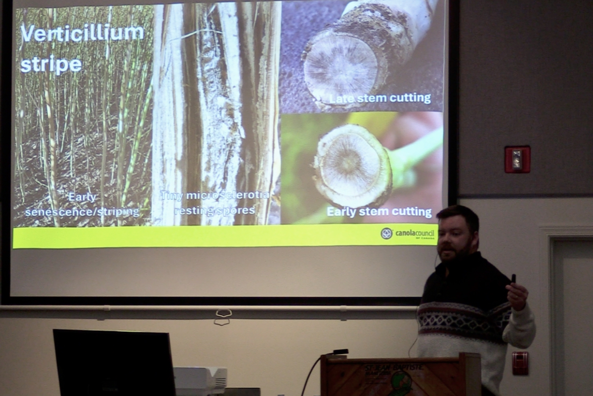 VIDEO: AgGronomyTV: Verticillium and blackleg in canola come into focus