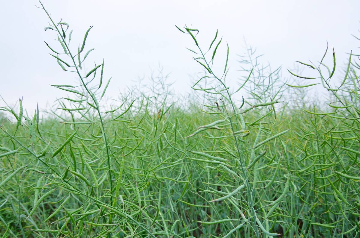 Green canola pods fill the frame in a close-up field shot, reflecting the crop's special status under Canada's 2026 farm cash advance program. Photo: Alexis Stockford.