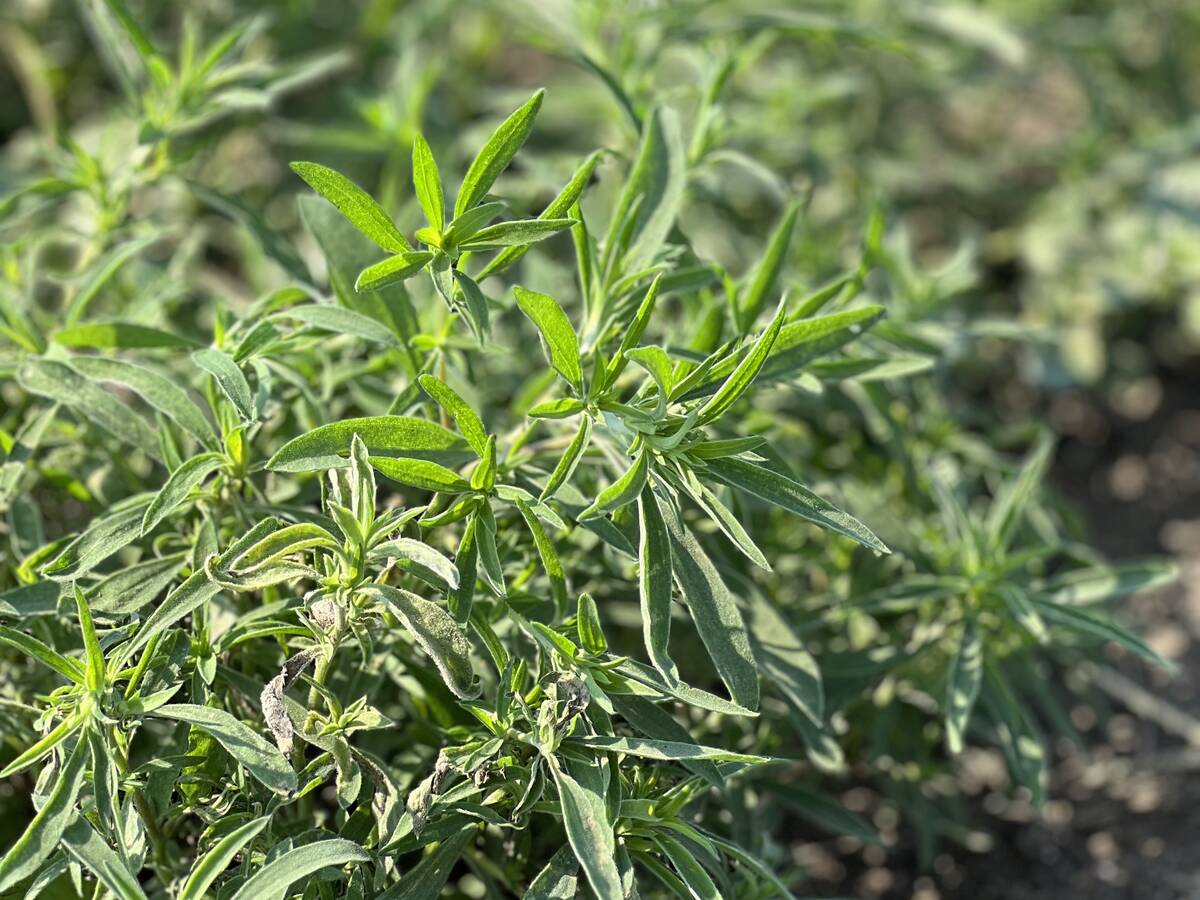 Kochia is one of the more problemtic weeds on the Prairies when it comes to herbicide resistance. Photo: File