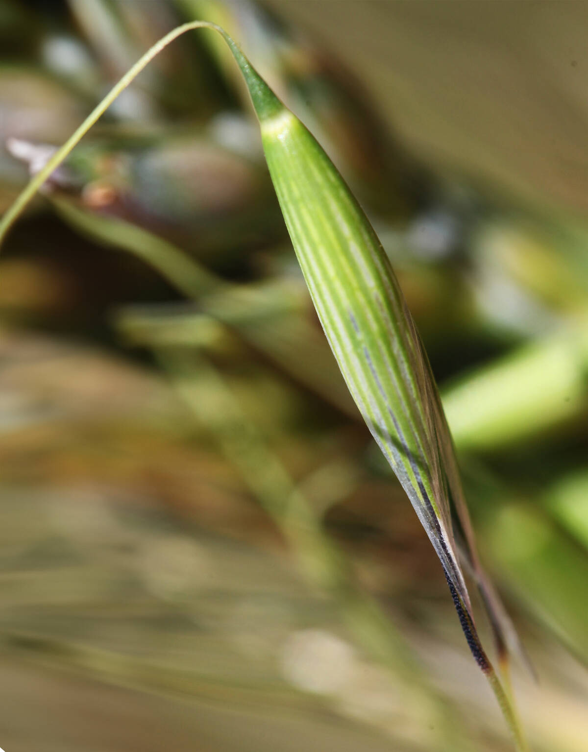 A single wild oat seed head in close-up, with striped green and brown colouring against a blurred grassy background.
