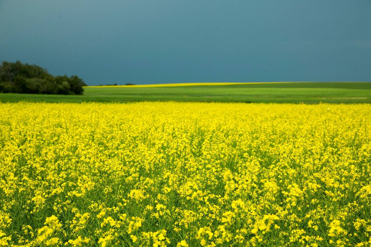 While the bulk of Japan’s canola imports come from Canada, the supplier’s share has dropped from about 96 per cent of Japan’s imports to around 83 per cent. Australia has remained a major source of canola for Japan.
Photo: Canola Council of Canada
