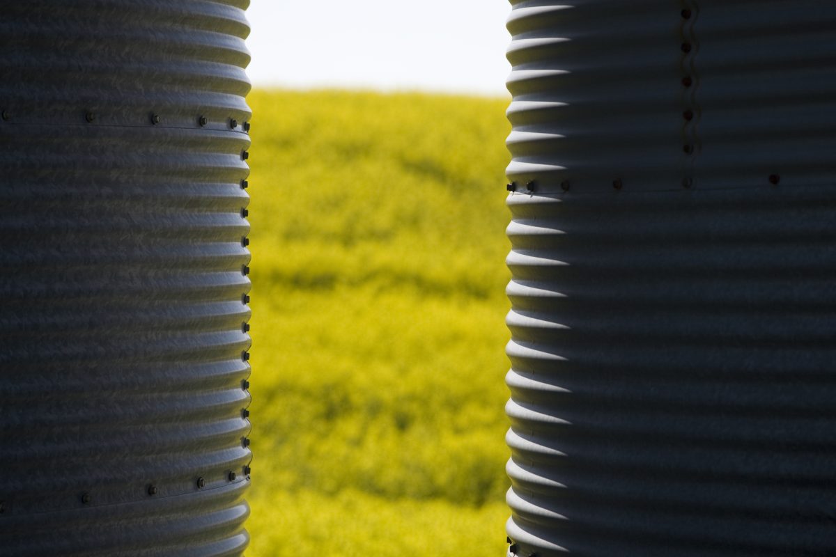 On April 1, profit-taking took May canola down C$13.30/tonne to close at C$718.50. However, it has still remained between C$710 to C$740 since March 24.
Photo: Getty Images Plus
