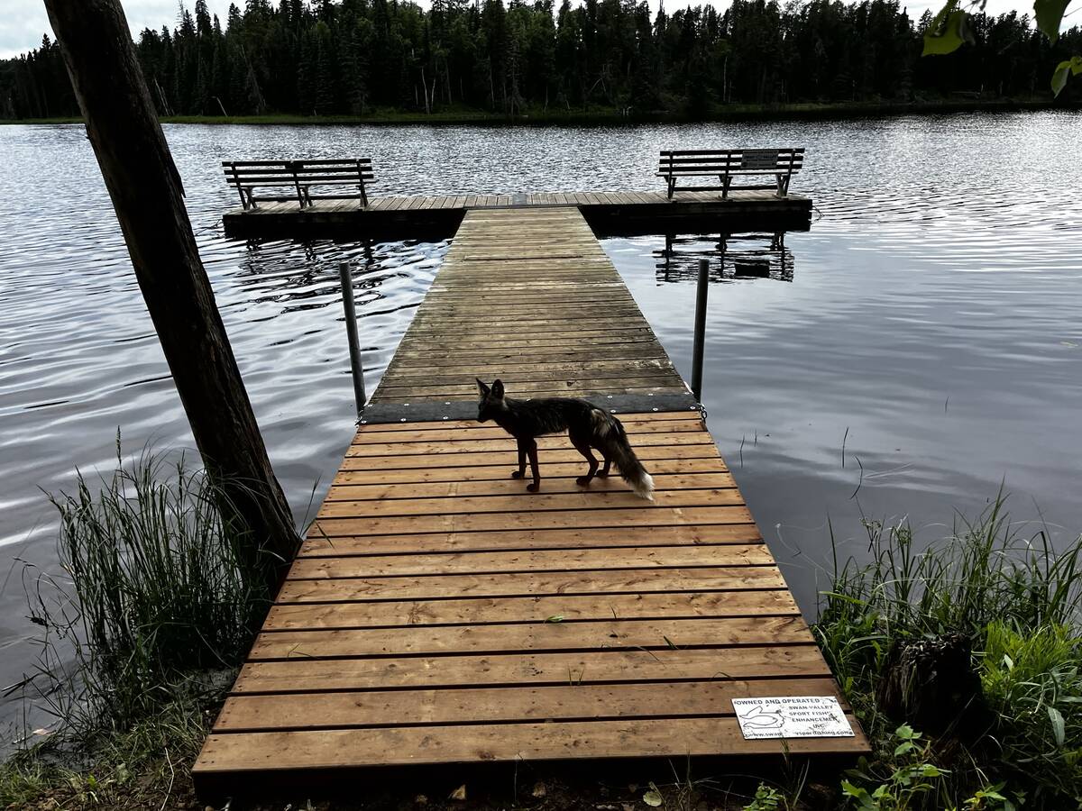 A fox visits a SVSFE fishing dock at Two-Mile Lake in Manitoba's Duck Mountains.