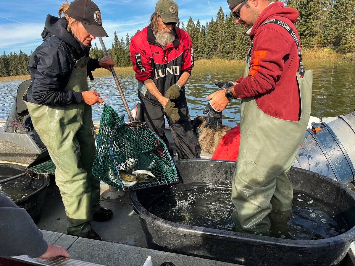 Provincial and SVSFE staff capturing juvenile walleye for restocking into new lakes.