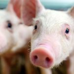 The same but different: gene-edited pigs approved in Canada
