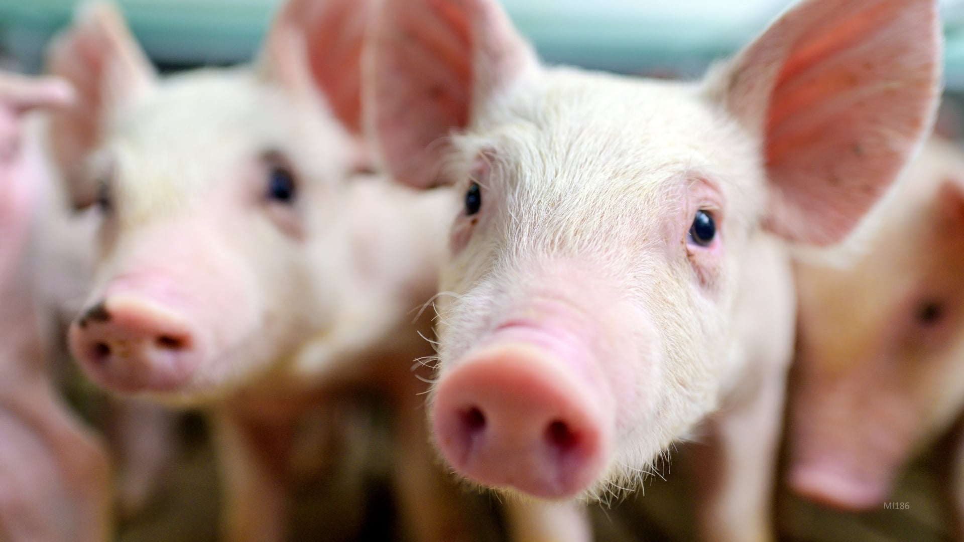 The same but different: gene-edited pigs approved in Canada